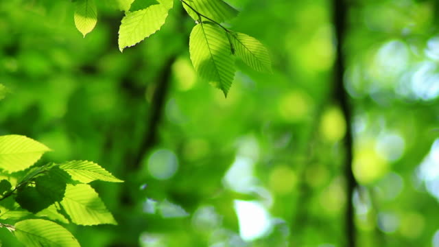 Detail Green Leaf Background Hd Nomer 10