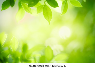 Detail Green Leaf Background Images Nomer 14