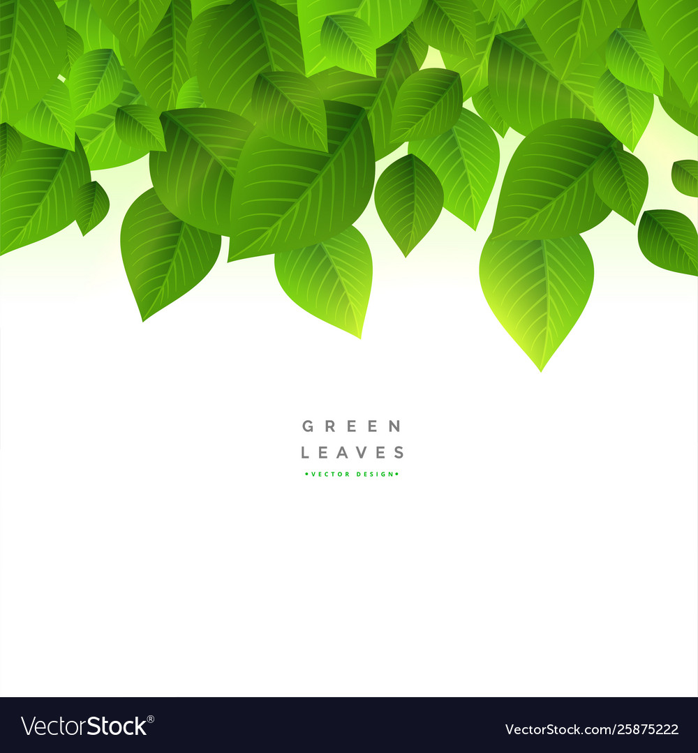 Detail Green Leaf Background Images Nomer 25