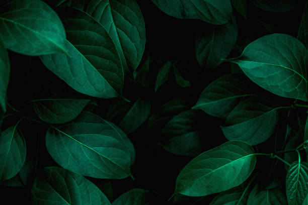 Detail Green Leaf Background Images Nomer 4