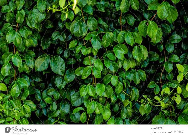 Detail Green Leaf Background Images Nomer 36