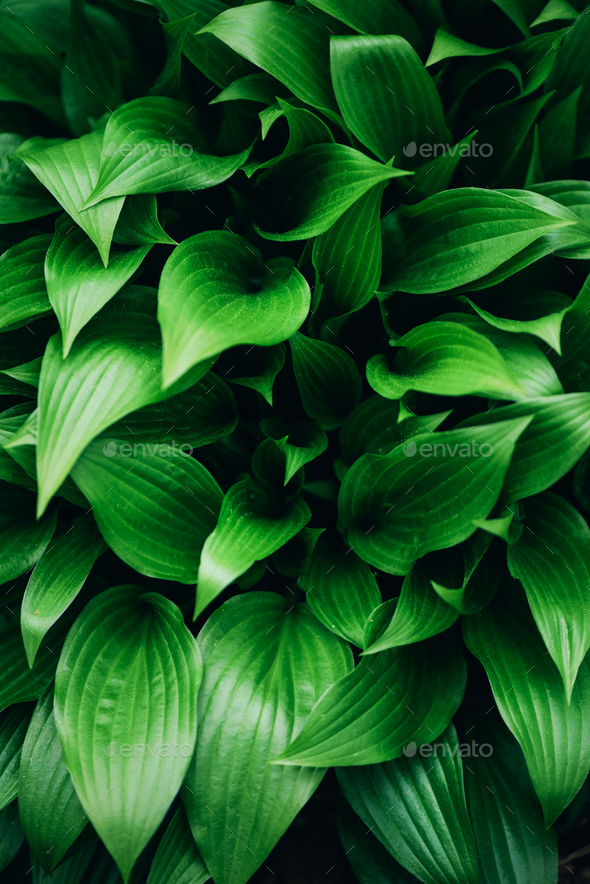 Detail Green Leaf Background Images Nomer 37
