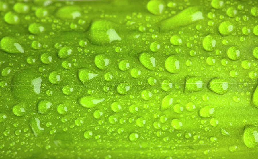 Detail Green Leaf Background Images Nomer 40