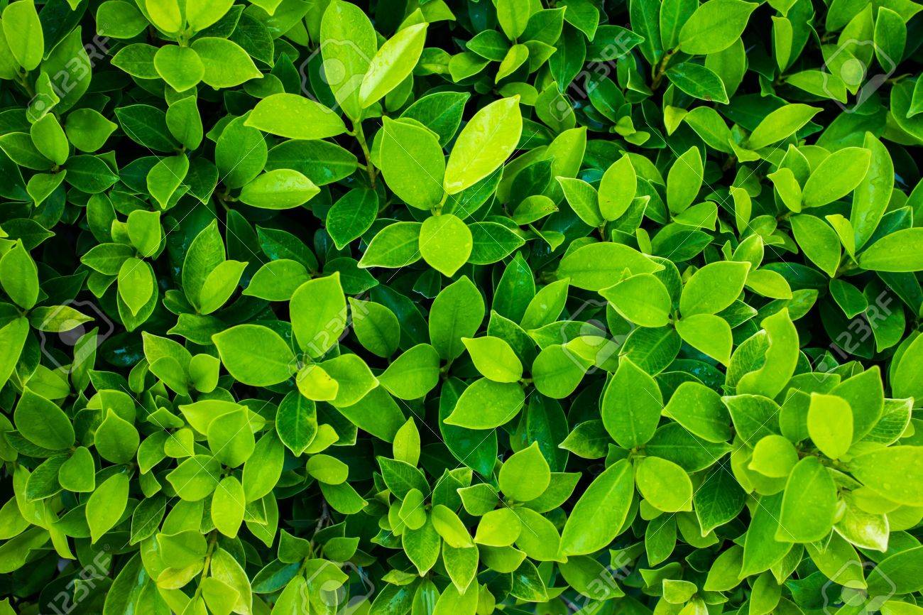 Detail Green Leaf Background Images Nomer 44