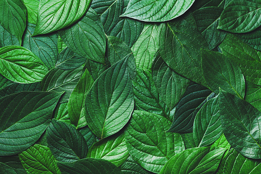 Detail Green Leaf Background Images Nomer 47
