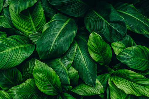 Detail Green Leaf Background Images Nomer 6