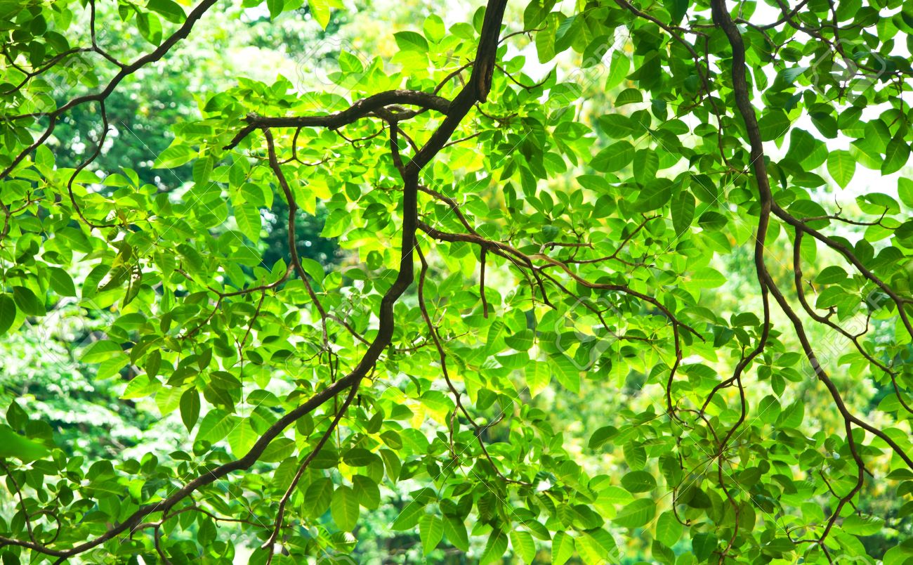 Detail Green Leaf Background Images Nomer 49
