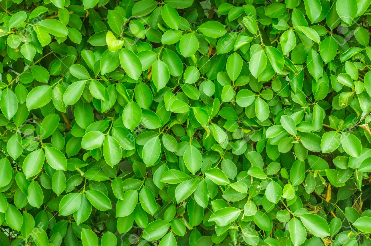 Detail Green Leaf Background Images Nomer 55