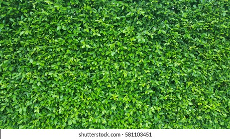 Detail Green Leaf Background Images Nomer 57