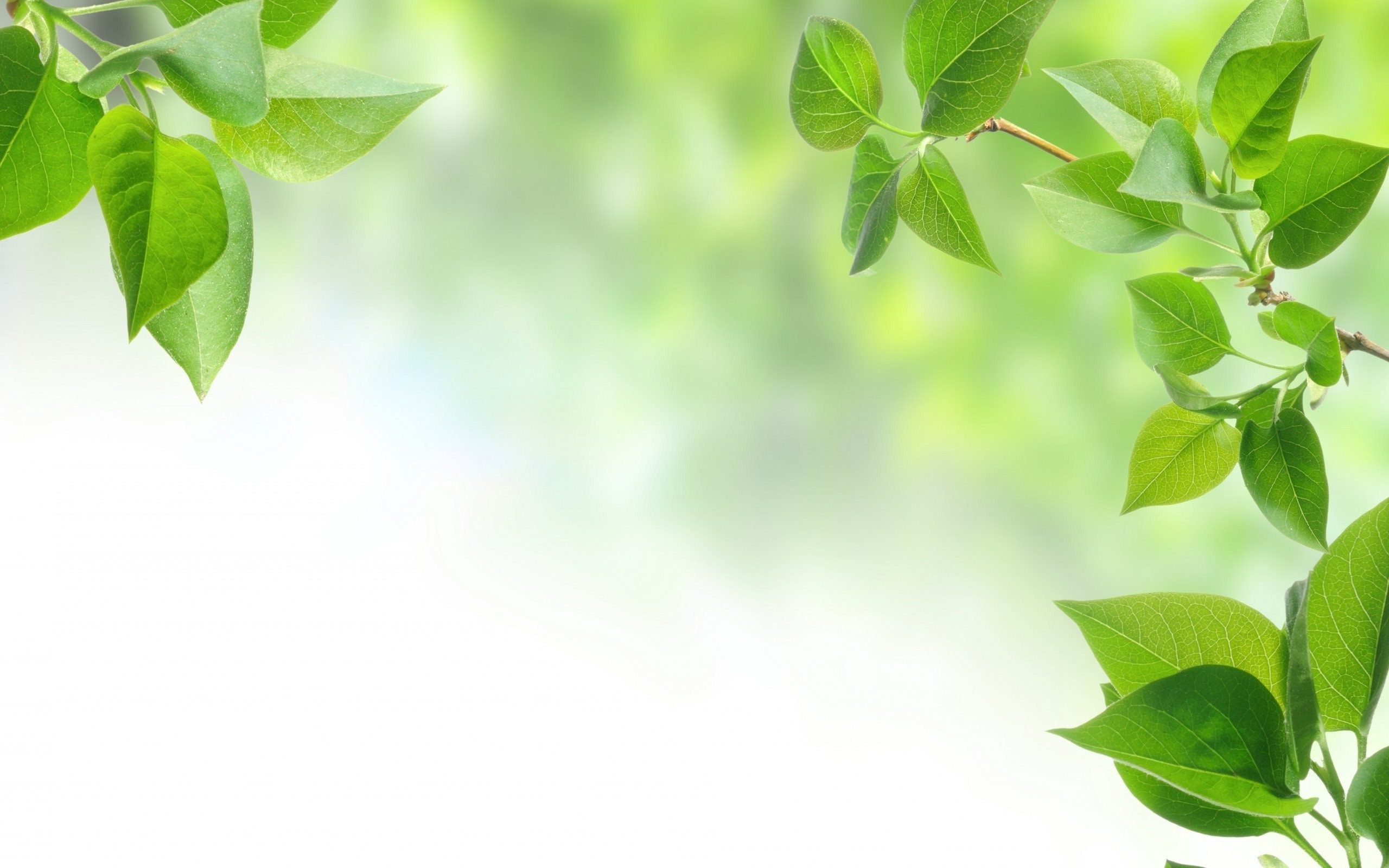 Detail Green Leaf Background Images Nomer 58