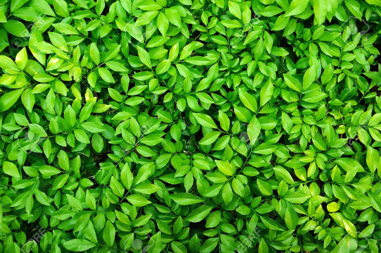 Detail Green Leaf Background Images Nomer 7