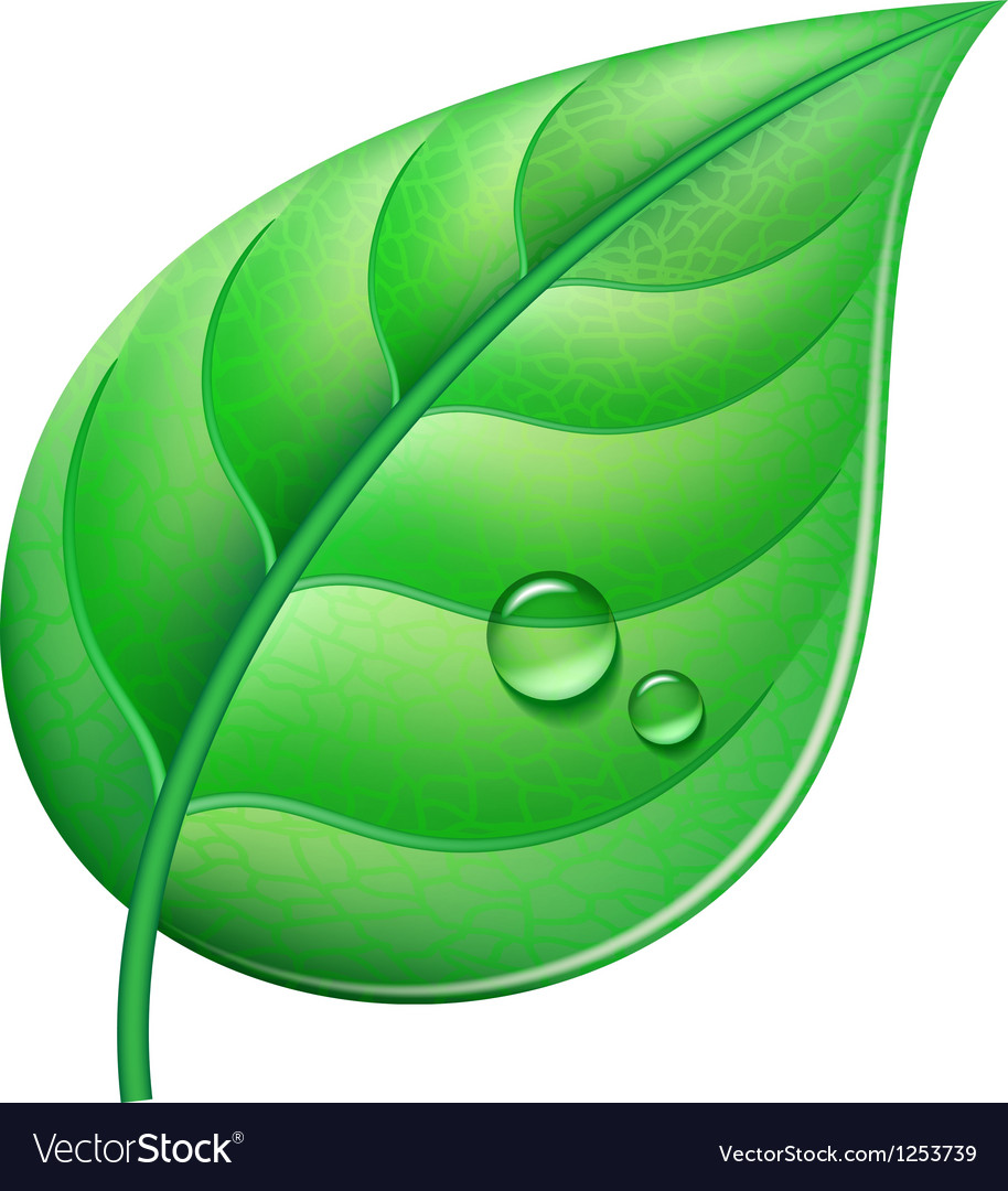 Detail Green Leaf Image Nomer 11
