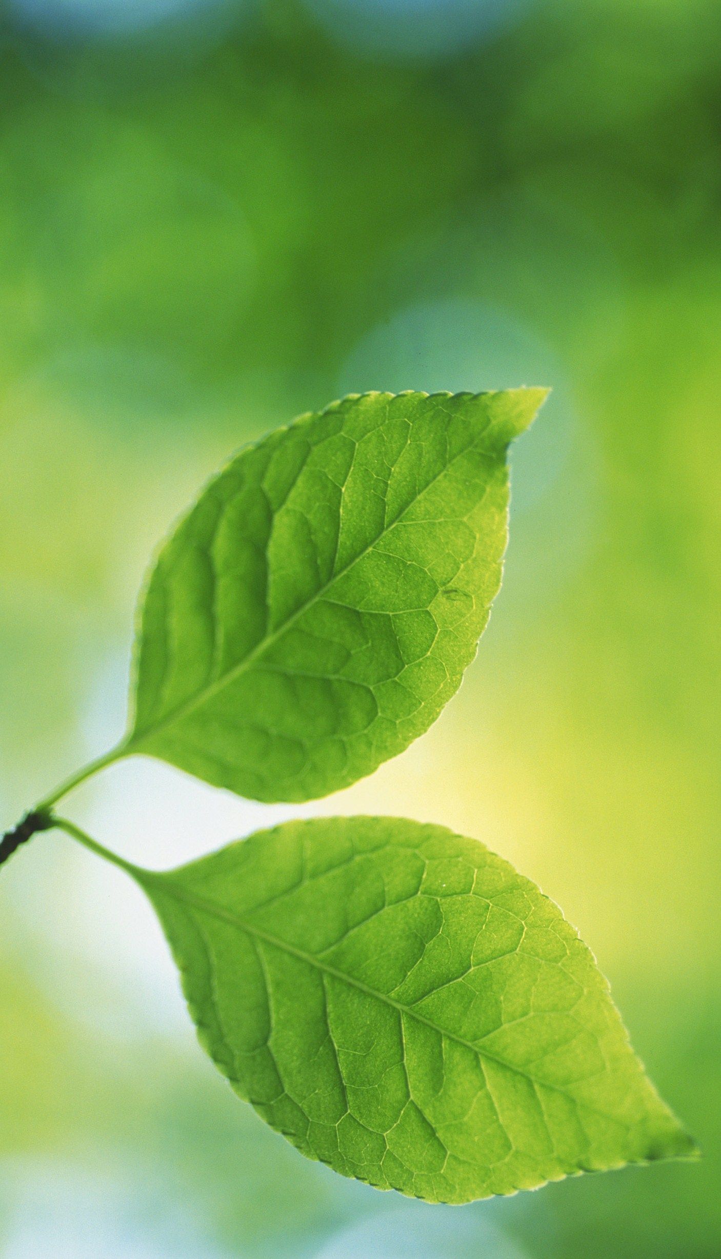 Detail Green Leaf Image Nomer 16