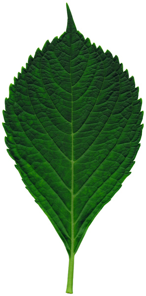 Detail Green Leaf Image Nomer 18