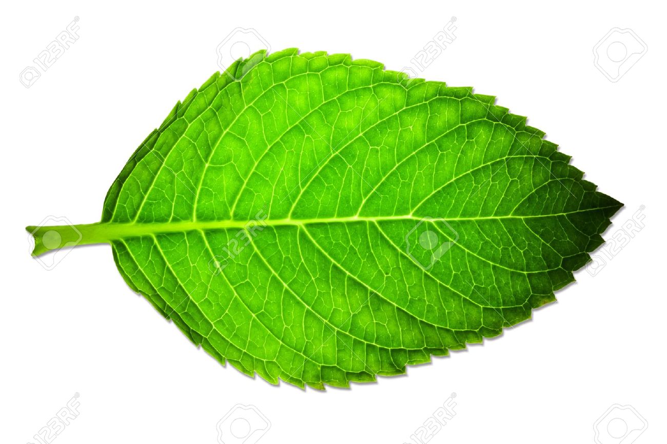 Detail Green Leaf Image Nomer 3