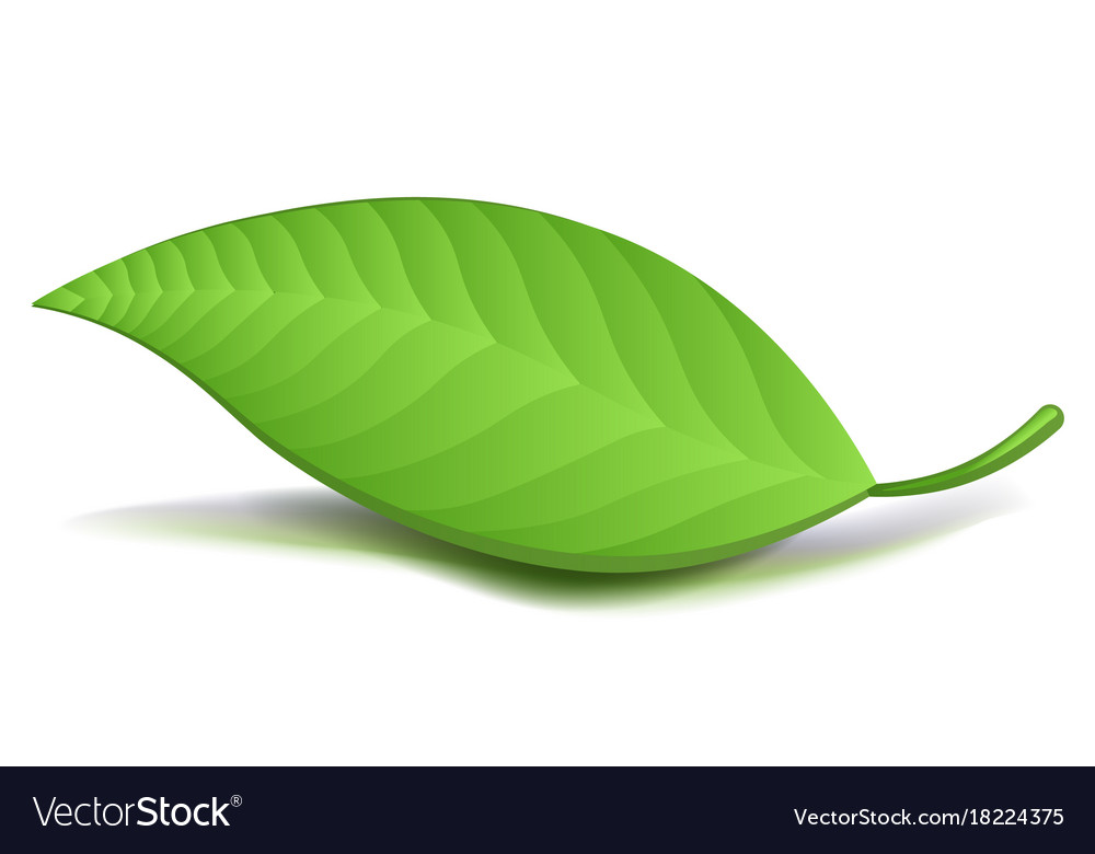 Detail Green Leaf Image Nomer 23