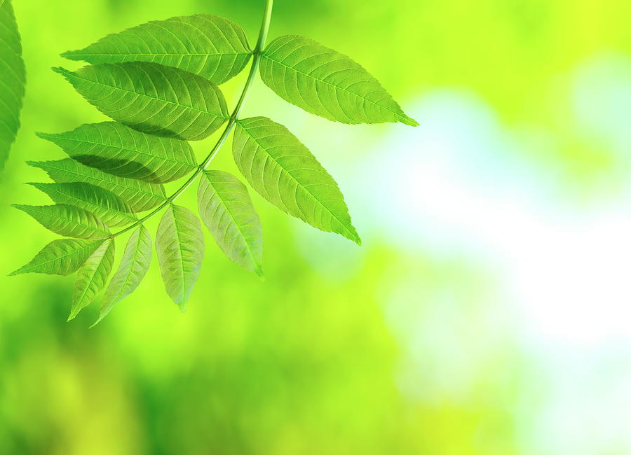 Detail Green Leaf Image Nomer 24