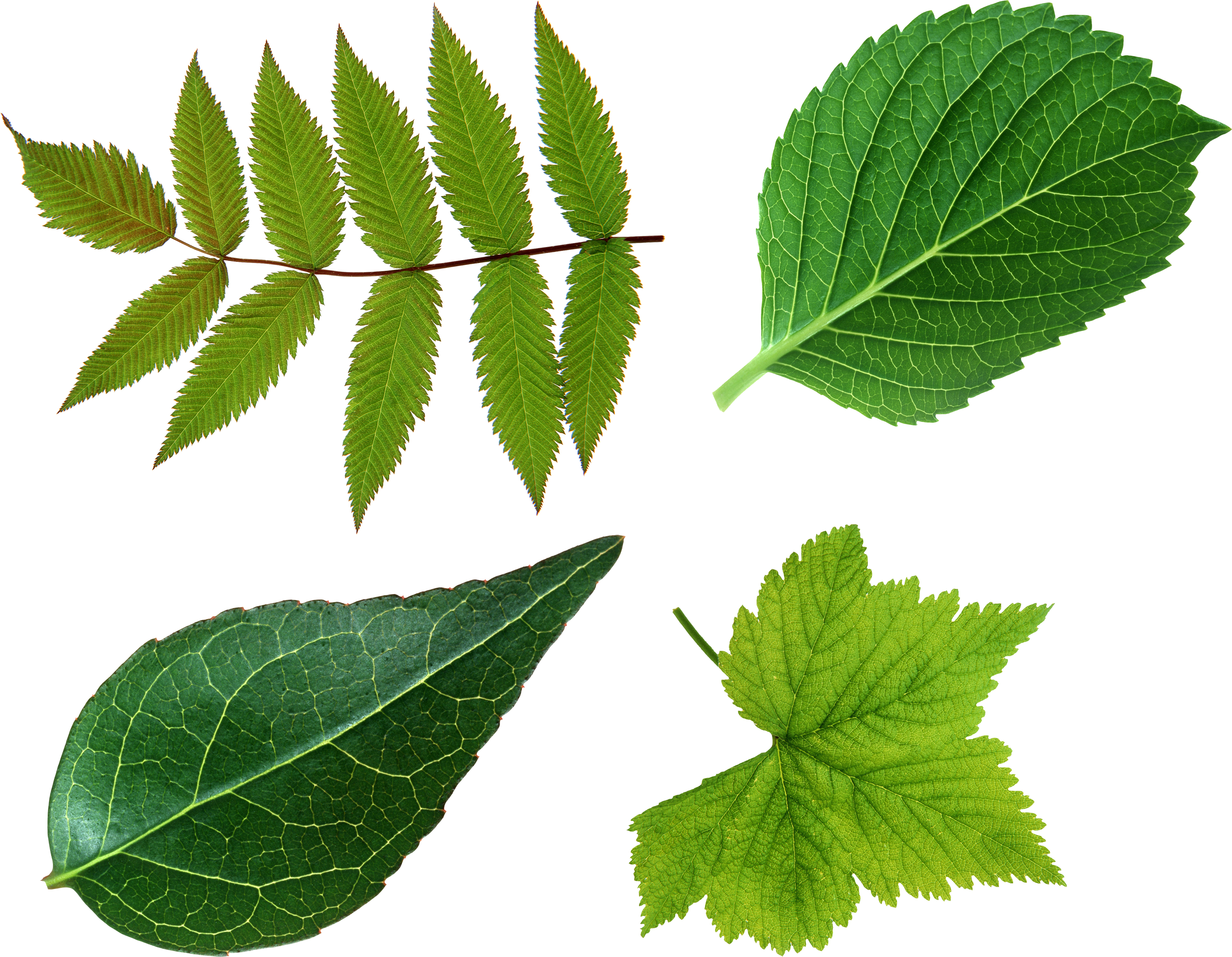 Detail Green Leaf Image Nomer 30