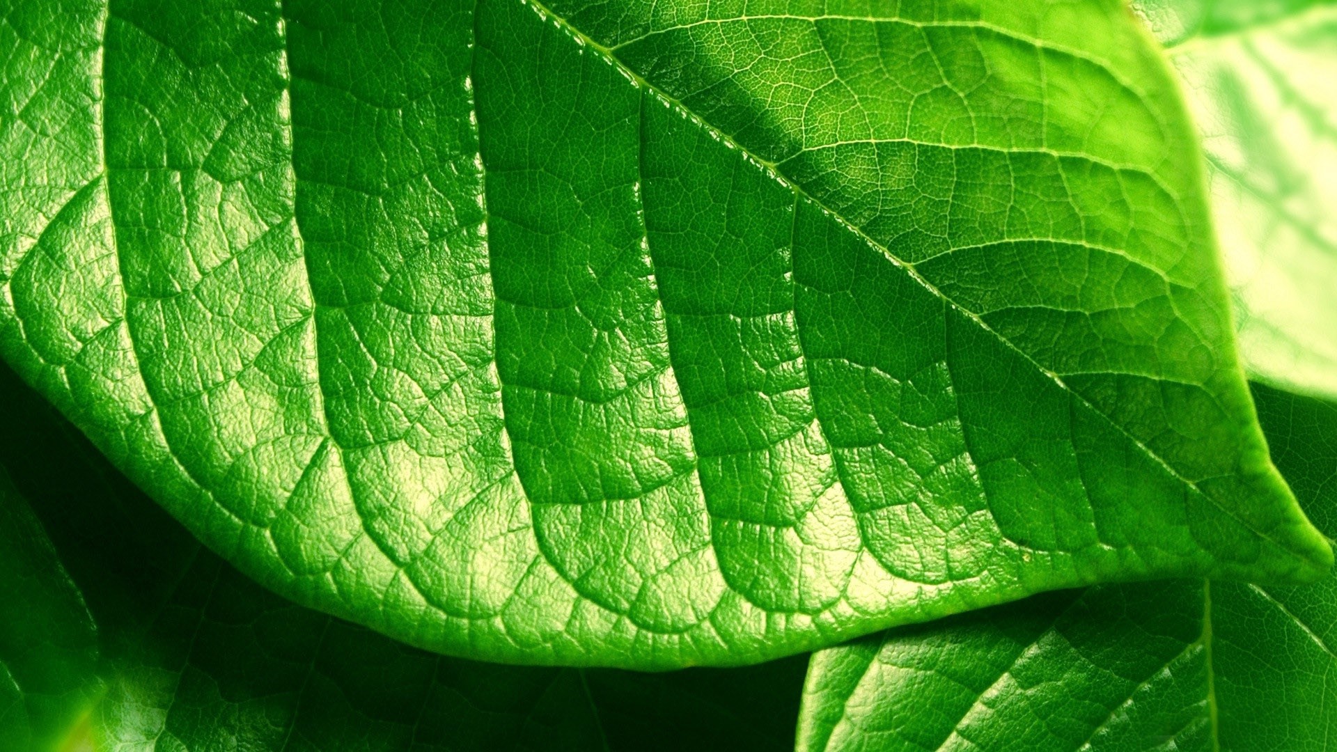 Detail Green Leaf Image Nomer 34