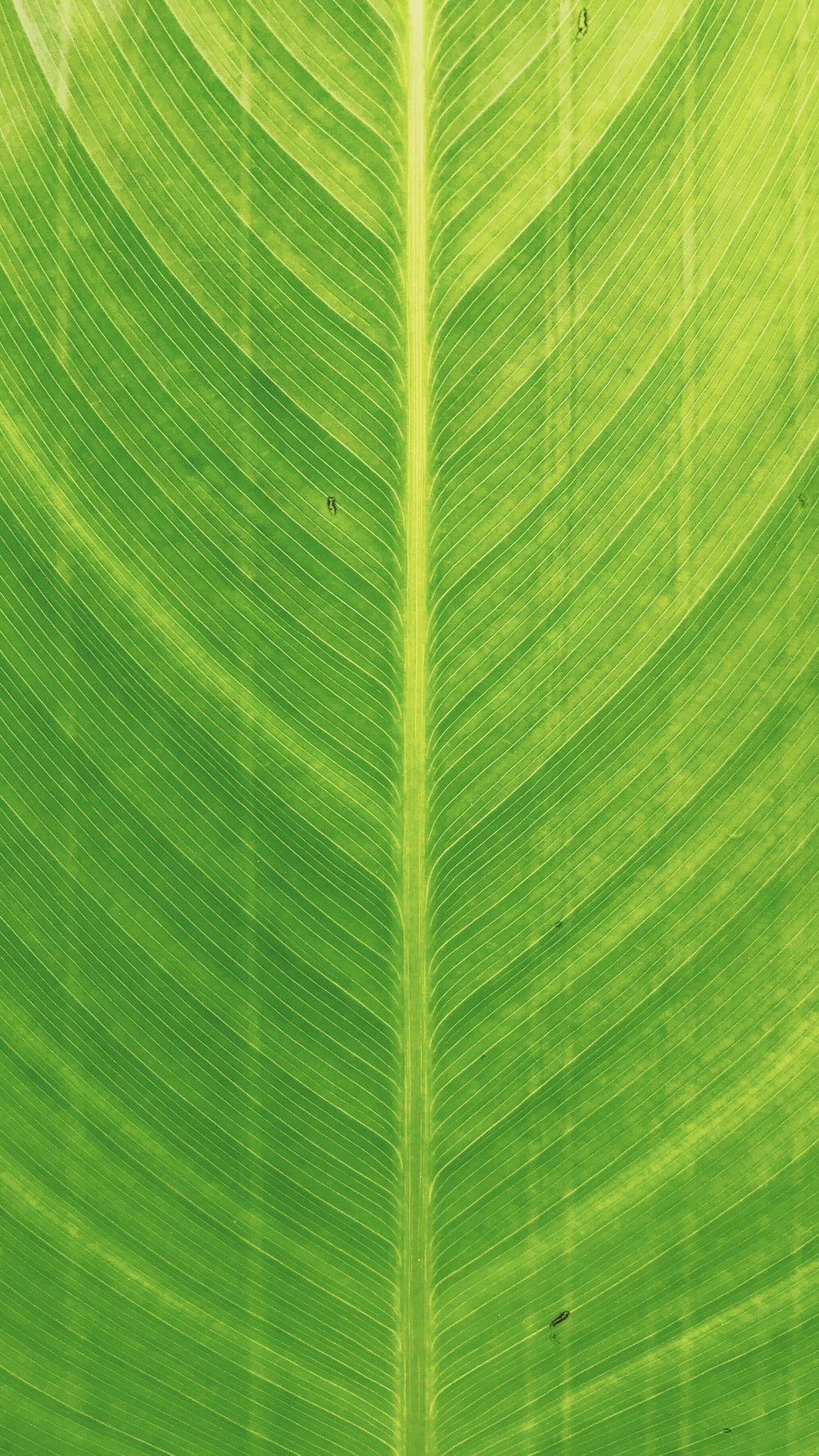 Detail Green Leaf Image Nomer 39