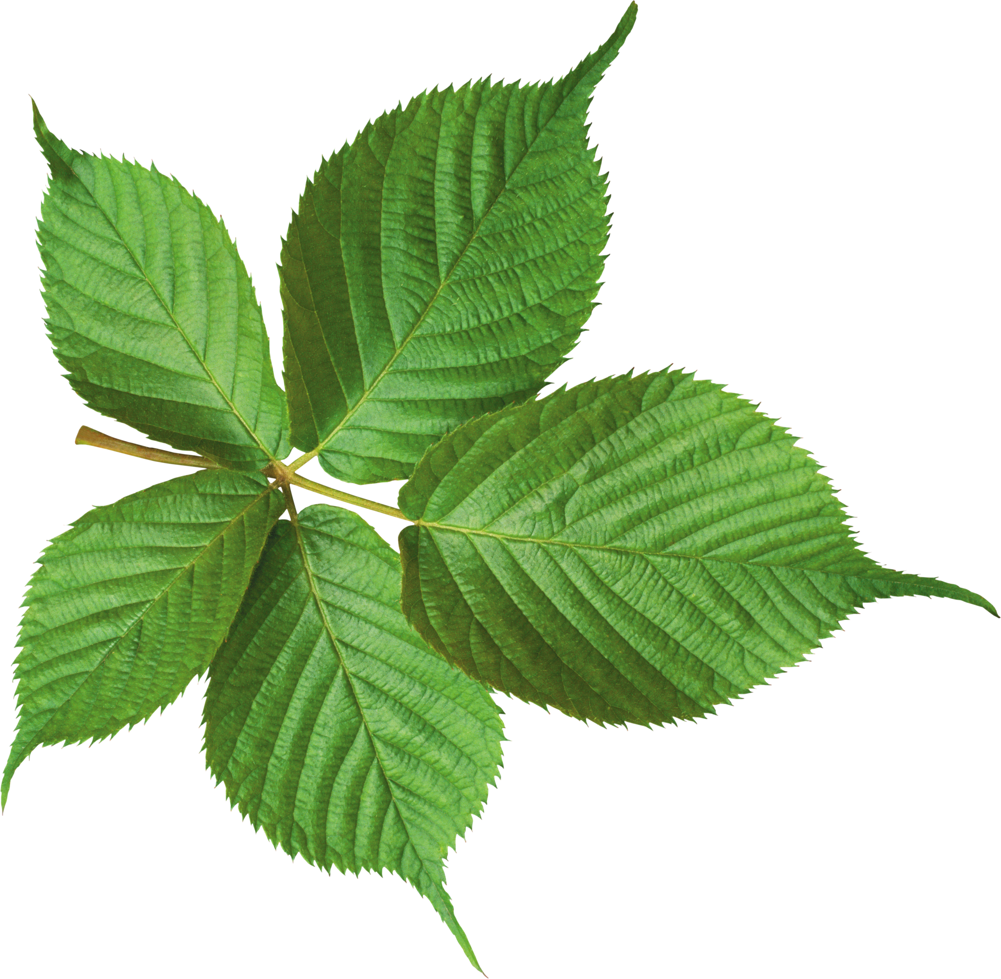 Detail Green Leaf Image Nomer 44