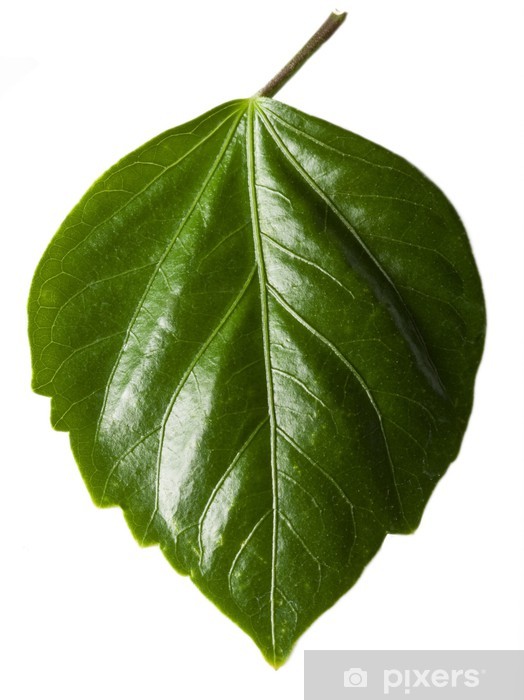 Detail Green Leaf Image Nomer 46