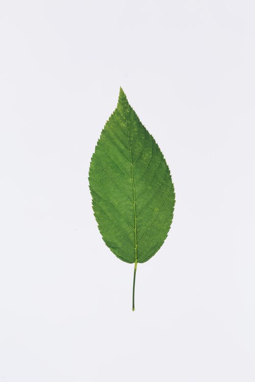Detail Green Leaf Image Nomer 47