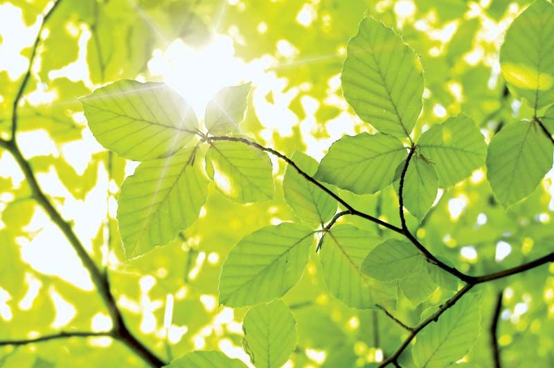 Detail Green Leaf Image Nomer 50