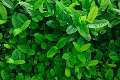 Detail Green Leaf Image Nomer 51