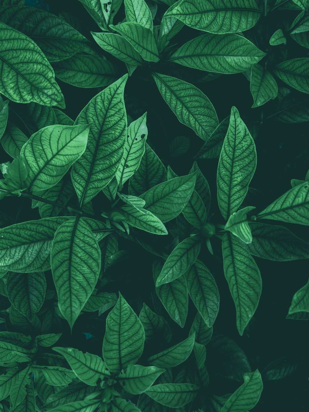 Detail Green Leaf Image Nomer 7