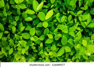 Detail Green Leaf Image Nomer 8