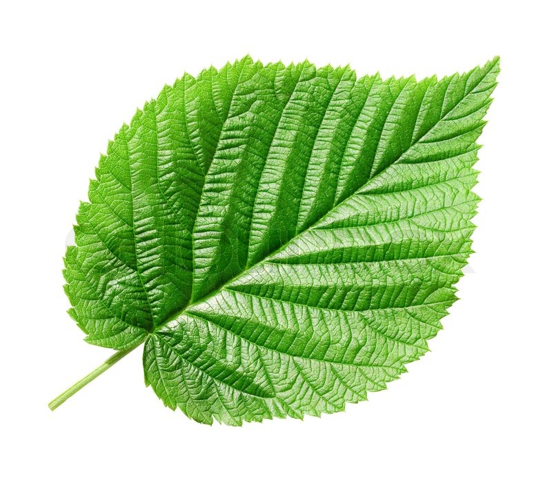Detail Green Leaf Image Nomer 10