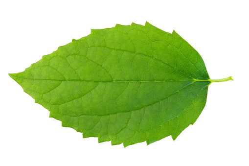 Detail Green Leaf Photo Nomer 15