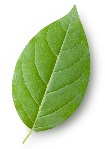 Detail Green Leaf Photo Nomer 3