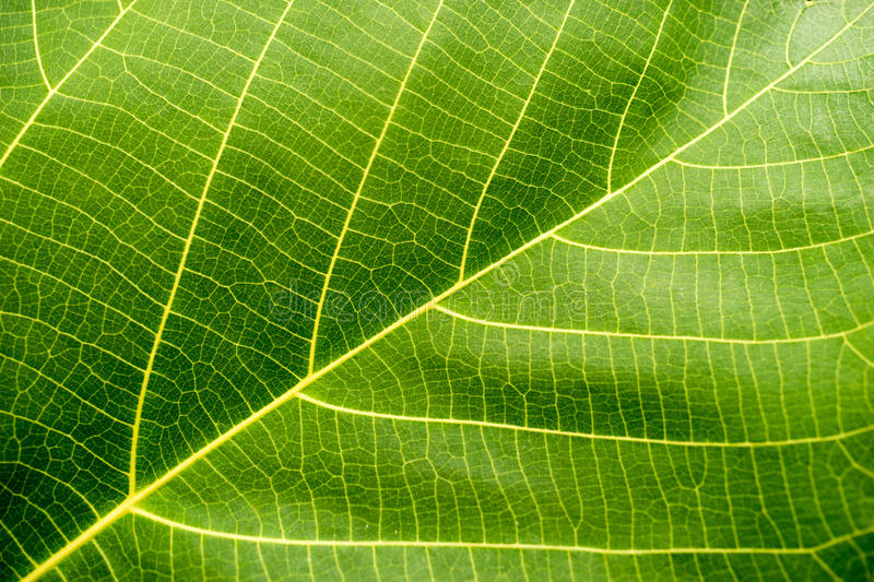 Detail Green Leaf Photo Nomer 22