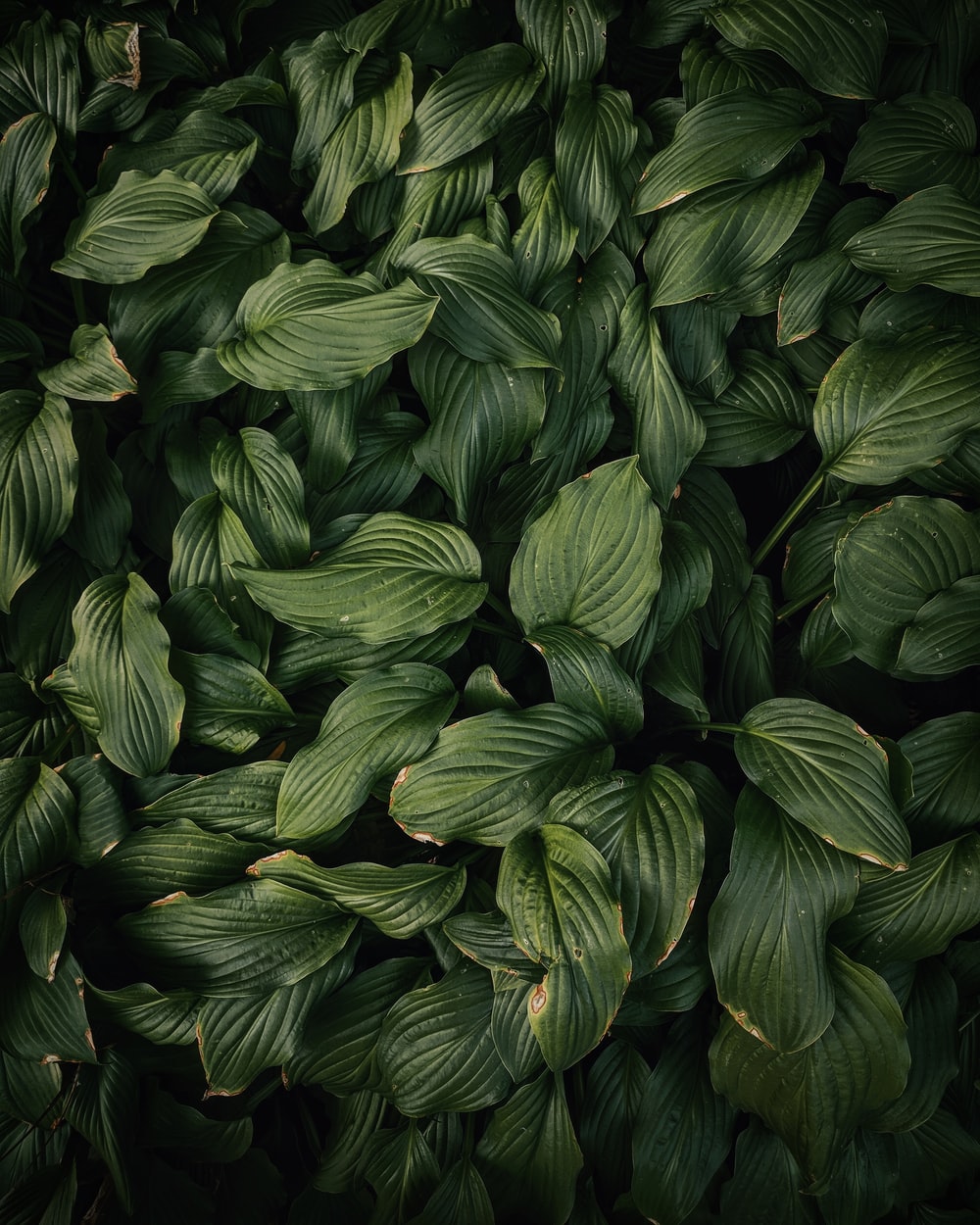 Detail Green Leaf Photography Nomer 11