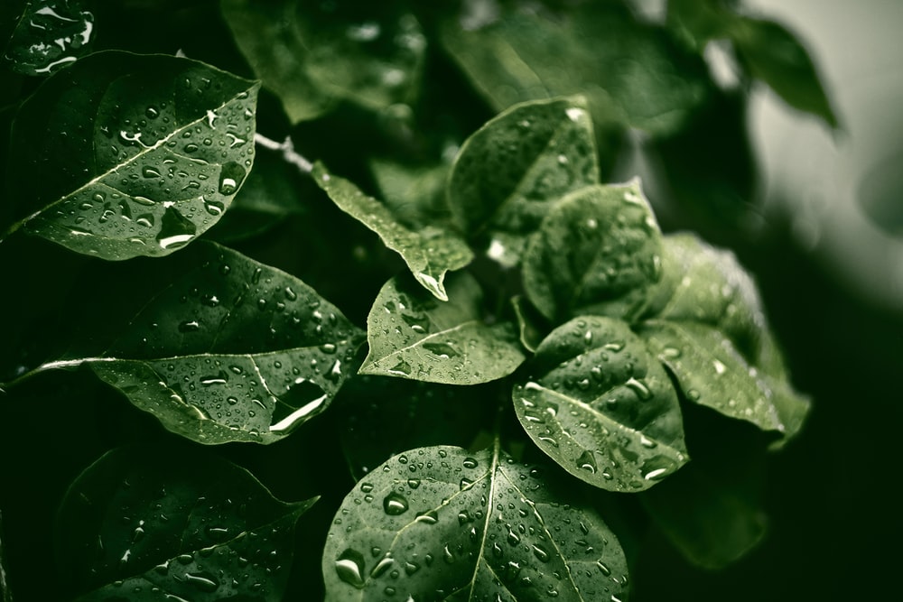 Detail Green Leaf Photography Nomer 28
