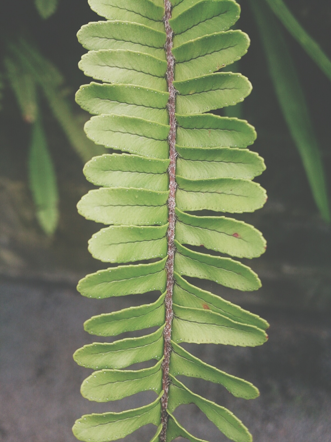 Detail Green Leaf Photography Nomer 36