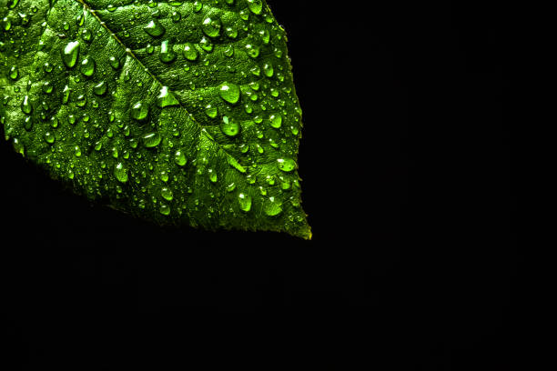 Detail Green Leaf Photography Nomer 38