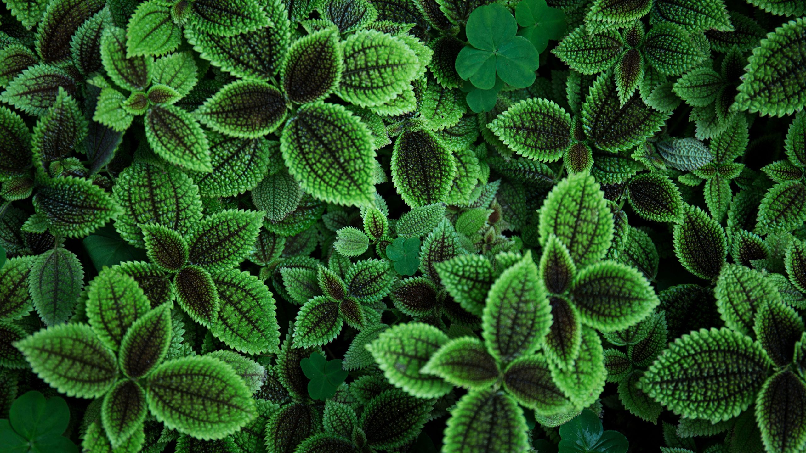 Detail Green Leaf Photography Nomer 43