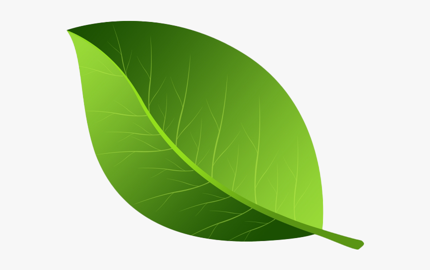 Detail Green Leaf Picture Nomer 10