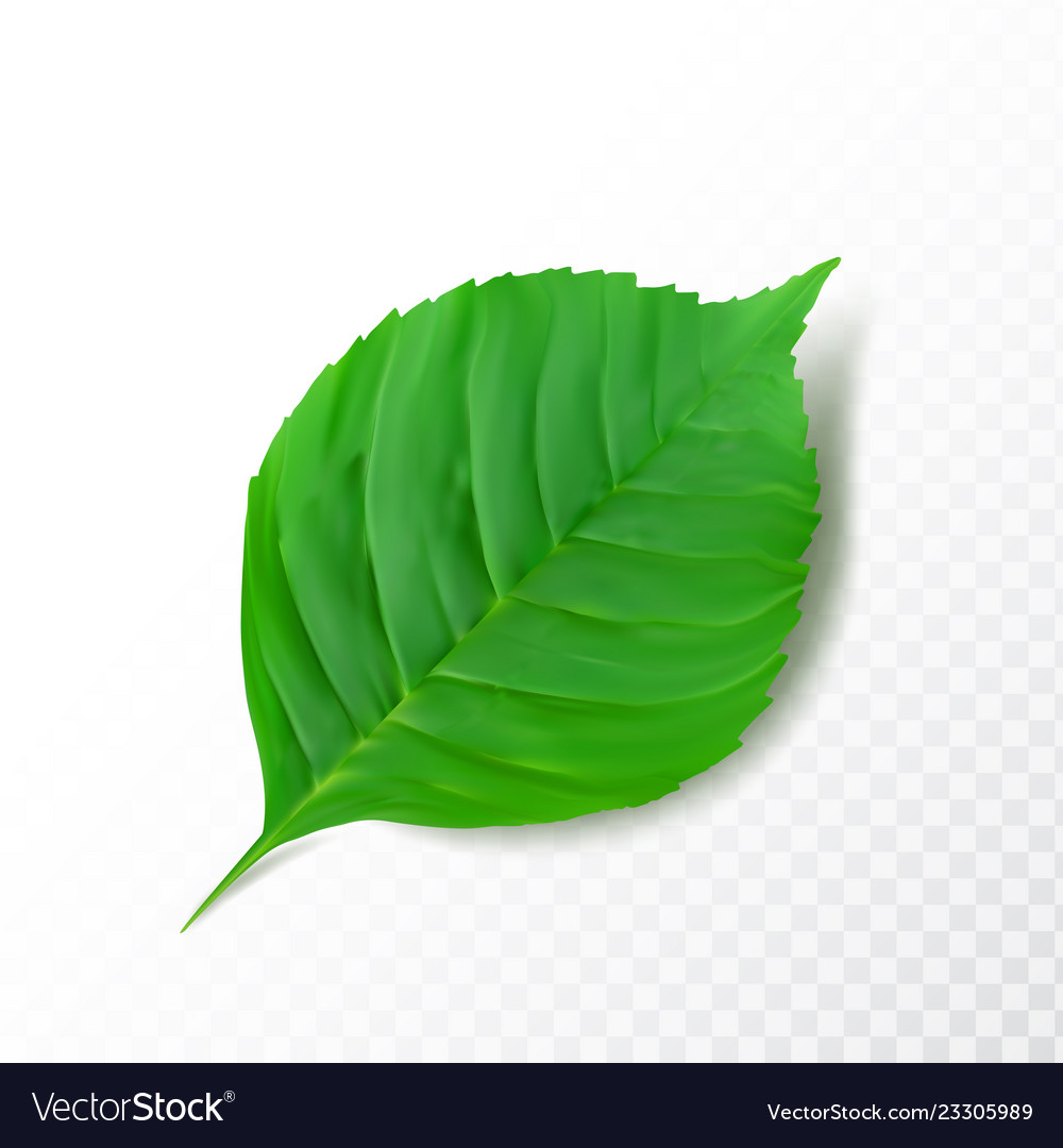 Detail Green Leaf Transparent Nomer 2