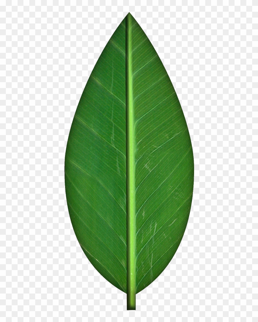 Detail Green Leaf Transparent Nomer 12