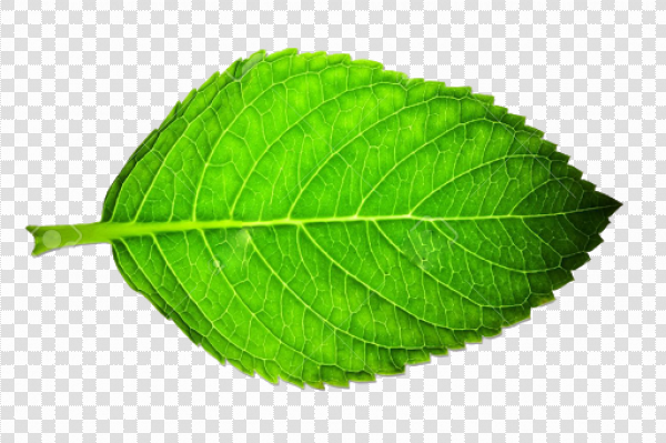 Detail Green Leaf Transparent Nomer 15