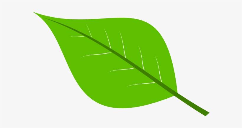 Detail Green Leaf Transparent Nomer 16