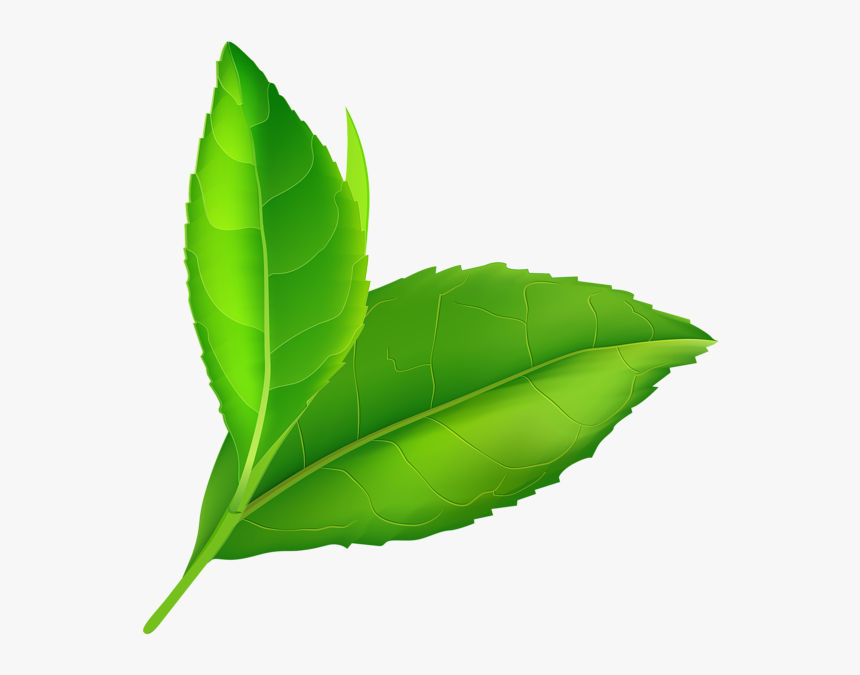 Detail Green Leaf Transparent Nomer 3
