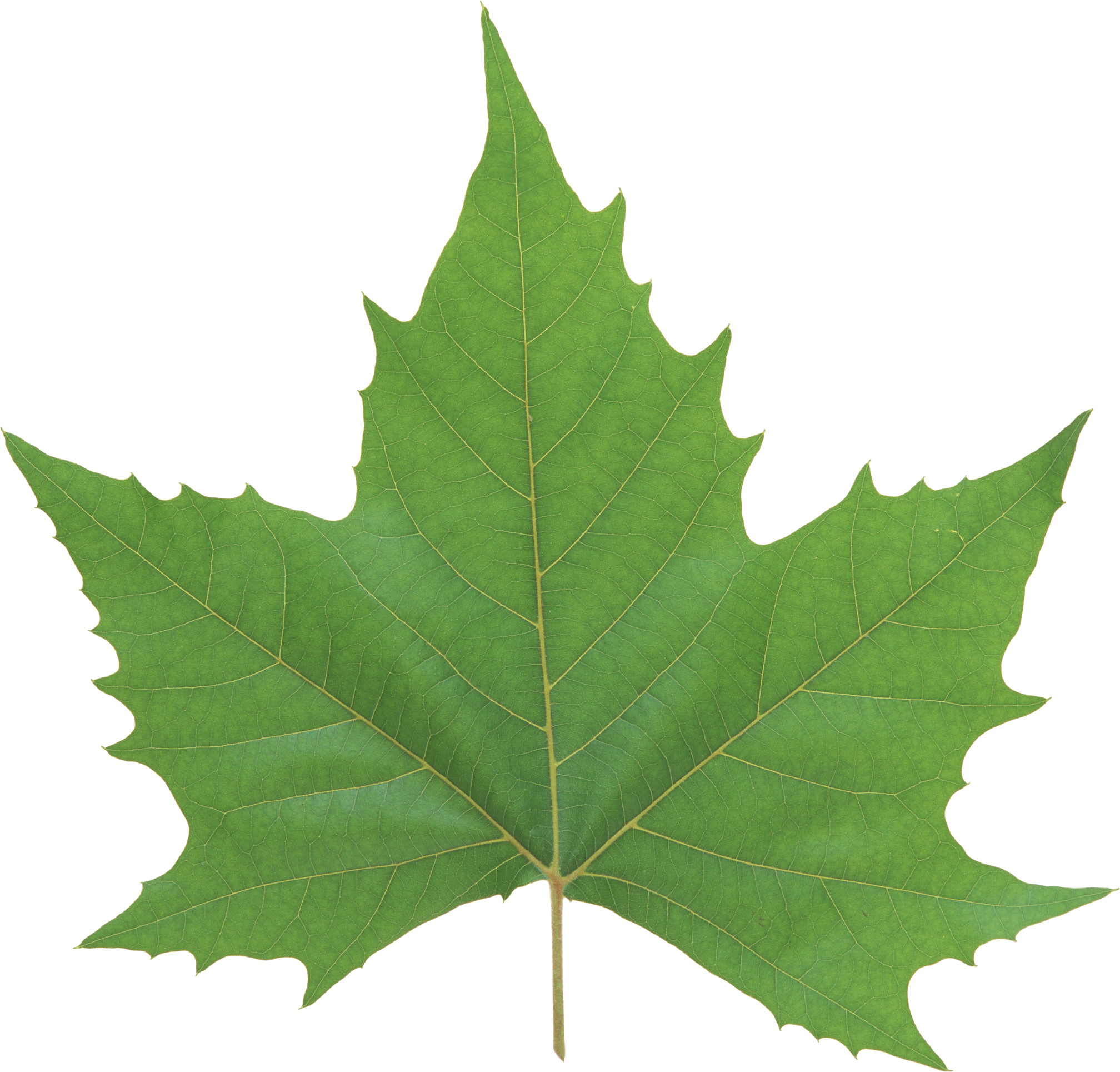 Detail Green Leaf Transparent Nomer 21