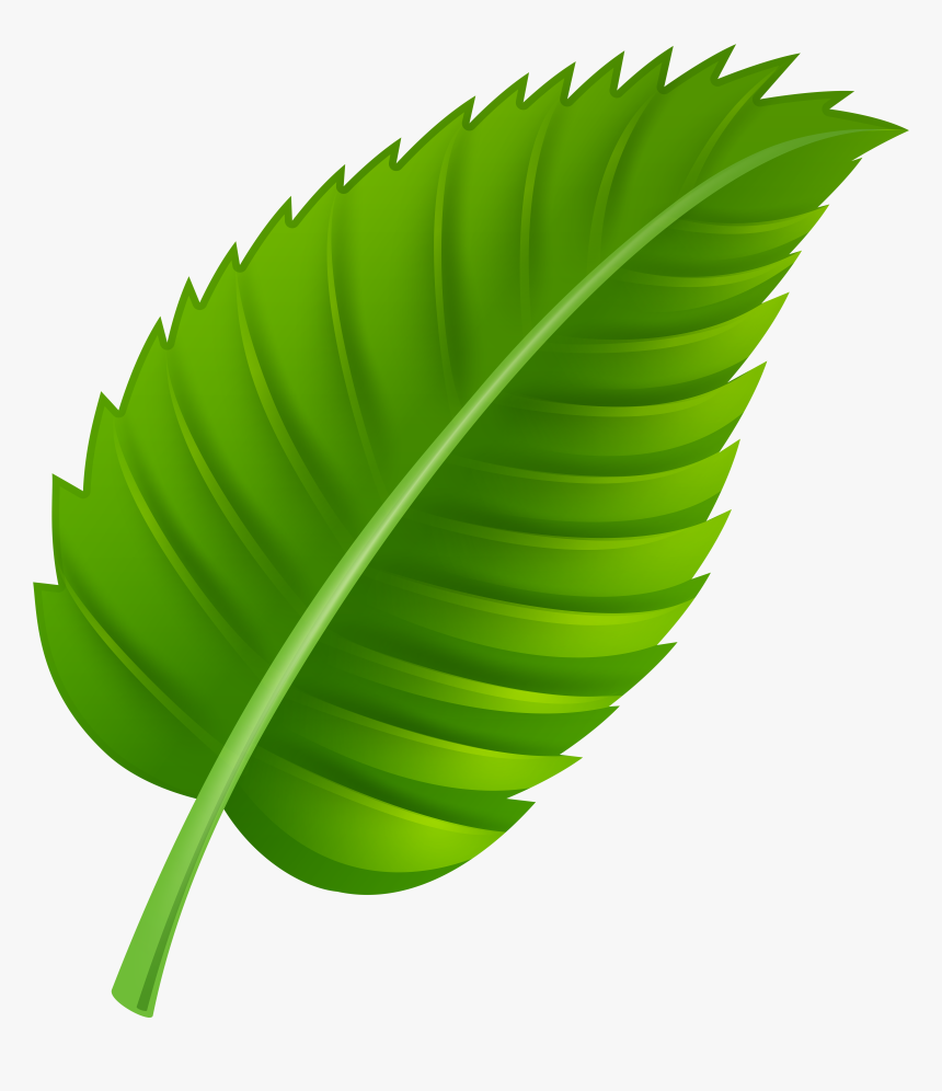 Detail Green Leaf Transparent Nomer 28