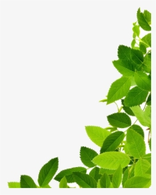 Detail Green Leaf Transparent Nomer 36