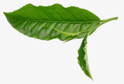 Detail Green Leaf Transparent Nomer 38